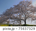 川沿いの満開のソメイヨシノ 75637329