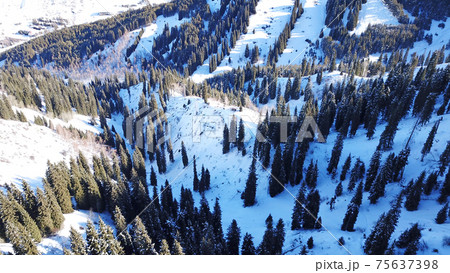 Winter forest high in the mountains. 75637398