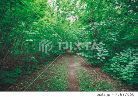Pathway in the deciduous park area in summer. 75637656