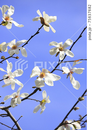 青空に映える辛夷（コブシ）の花 75637682