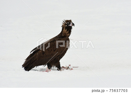 ワシ 鳥 雪景色 75637703