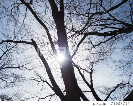 幹からの日差し 75637714