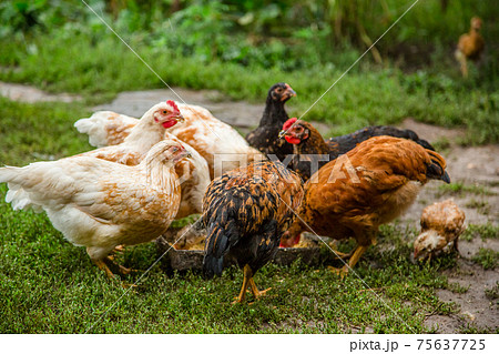 A little hen in the farmyard yard. A little hen in the farmyard yard. 75637725