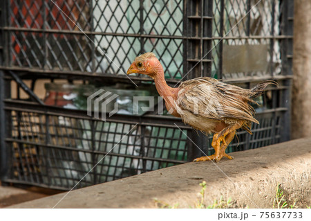 A little hen in the farmyard yard. A little hen in the farmyard yard. 75637733