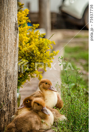 Little ducklings, pets . Little ducklings, pets . 75637736