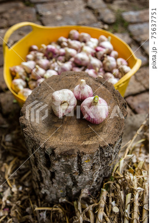 Head of garlic close-up 75637751