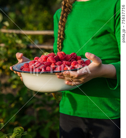 Girl picks raspberry in fruit garden into bowl Girl picks raspberry in fruit garden into bowl 75637756
