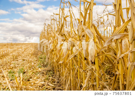 agricultural field with corn 75637801