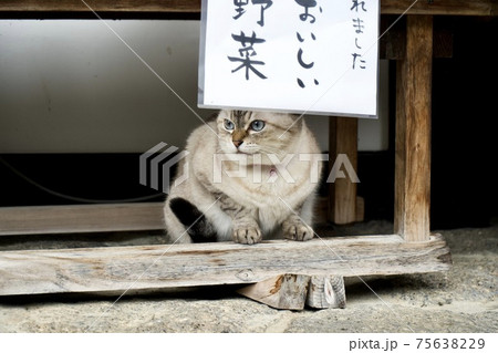 飼い猫 飼い猫 75638229
