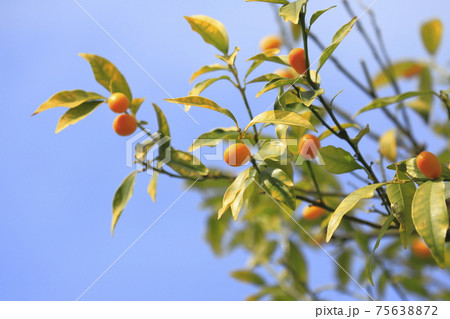 柑橘類 きんかん 柑橘類 きんかん 75638872