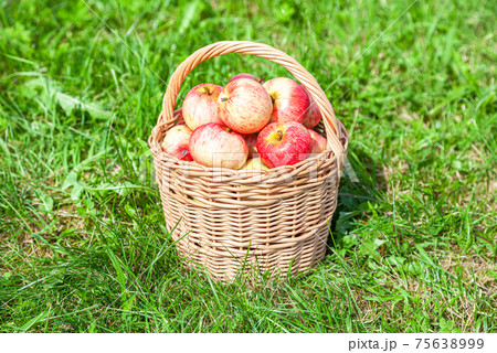 Wooden wicker basket with fresh ripe apples Wooden wicker basket with fresh ripe apples 75638999
