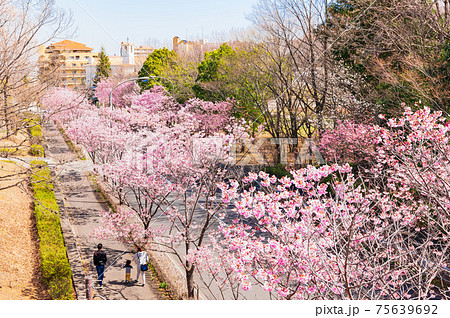 桜並木が続く郊外の住宅地 桜並木が続く郊外の住宅地 75639692