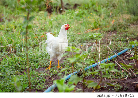 A little hen in the farmyard yard. A little hen in the farmyard yard. 75639715