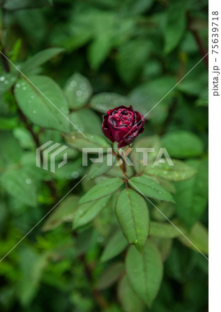 Beautiful roses in garden Beautiful roses in garden 75639718