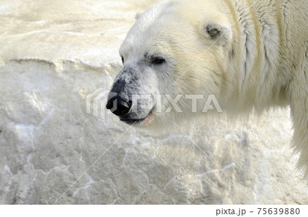 シロクマ シロクマ 75639880