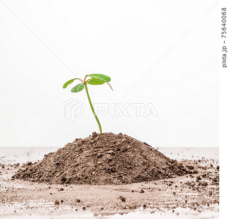 A plant in a handful A plant in a handful 75640068