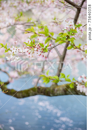 美しい桜の風景 75640358