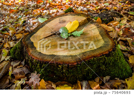 Oak leaves on the hemp of a cut tree. Oak leaves on the hemp of a cut tree. 75640693