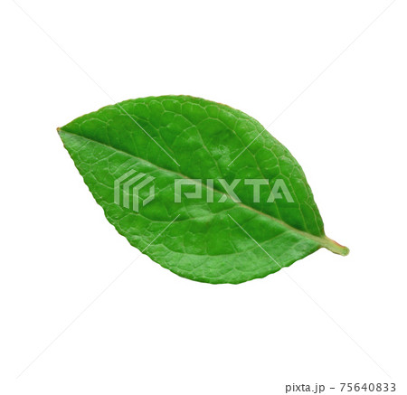 Blueberry green leaves. Bilberry leaf isolated. 75640833