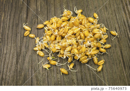 Sprouted wheat seeds Sprouted wheat seeds 75640973