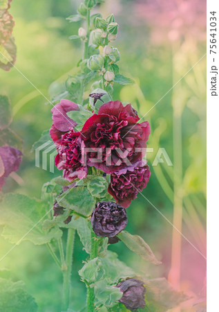 Terry mallow red garden plant Terry mallow red garden plant 75641034