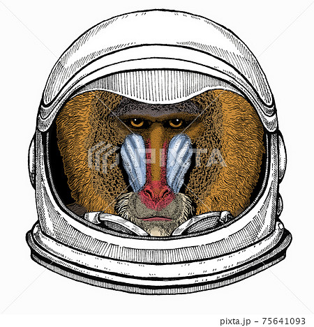 Baboon, monkey, ape. Vector portrait of wild animal. Astronaut animal. Vector portrait. Cosmos and Spaceman. Space illustration about travel to the moon. Funny science hand drawn illustration. Baboon, monkey, ape. Vector portrait of wild animal. Astronaut animal. Vector portrait. Cosmos and Spaceman. Space illustration about travel to the moon. Funny science hand drawn illustration. 75641093