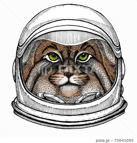 Pallass cat. Vector portrait, wild cat head, wild cat face. Astronaut animal. Vector portrait. Cosmos and Spaceman. Space illustration about travel to the moon. Funny science hand drawn illustration. Pallass cat. Vector portrait, wild cat head, wild cat face. Astronaut animal. Vector portrait. Cosmos and Spaceman. Space illustration about travel to the moon. Funny science hand drawn illustration. 75641095
