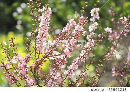 庭梅（ニワウメ）の花とつぼみ 75641213