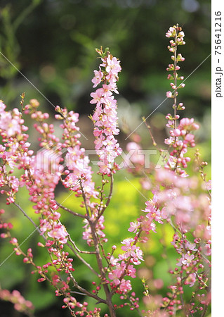 満開の庭梅 ニワウメ の写真素材 満開の庭梅 ニワウメ の写真素材