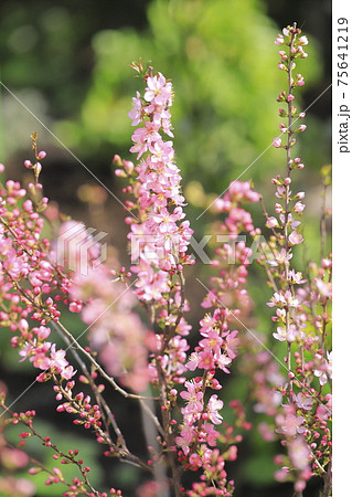 満開の庭梅 ニワウメ の写真素材 満開の庭梅 ニワウメ の写真素材