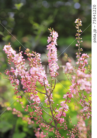 満開の庭梅 ニワウメ の写真素材 満開の庭梅 ニワウメ の写真素材