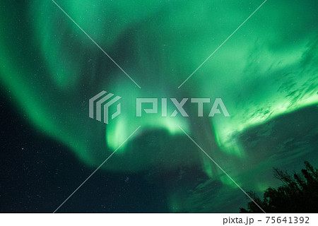 森の中のオーロラ 75641392