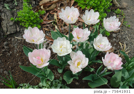 Beautiful double soft pink tulip Mariage 75641931
