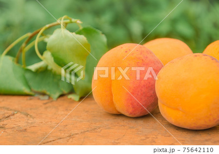 Ripe apricots and apricot leaves on a blurry background. 75642110