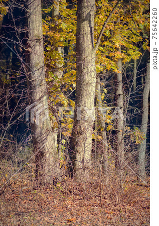 Forest scenery in colorful autumn. 75642260