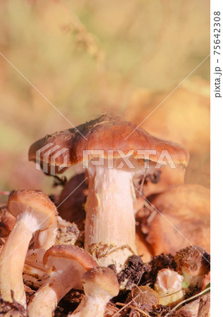 Armillaria mellea growing Armillaria mellea growing 75642308