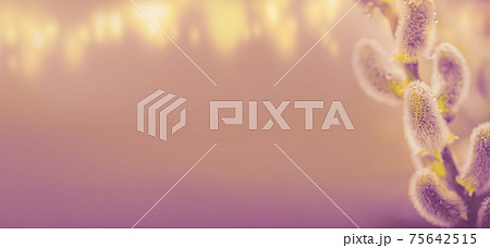 Beautiful pussy willow branches with copy space Beautiful pussy willow branches with copy space 75642515