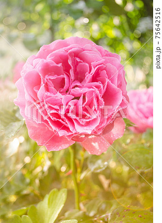 Pink rose blooming in garden 75642516