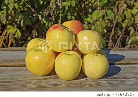 Ripe yellow apples on wooden background 75642517