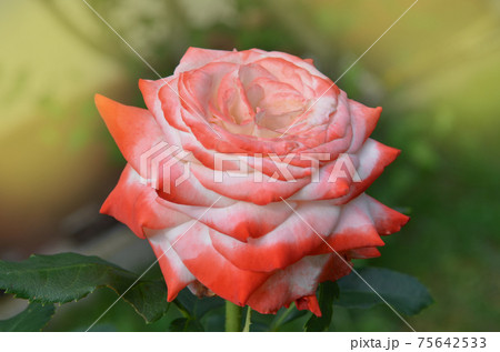 Beautiful white and red Nostalgie rose. White and red roses are growing 75642533