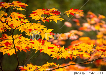 信州、上高地、明神池の畔の鮮烈な赤色に紅葉していくもみじ。紅色に紅葉し始めている。穂高神社奥宮境内。 75643011