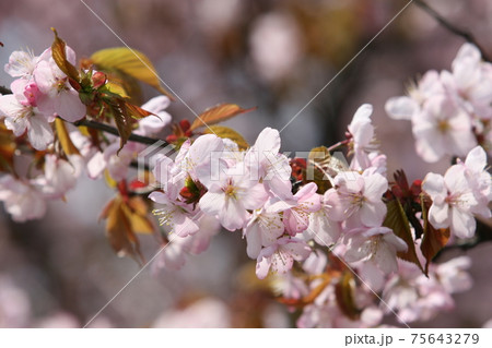 エゾヤマザクラ　オオヤマザクラ　ベニヤマザクラ　北海道の桜 75643279
