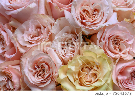 Pastel pink roses texture, top view, close up Pastel pink roses texture, top view, close up 75643678