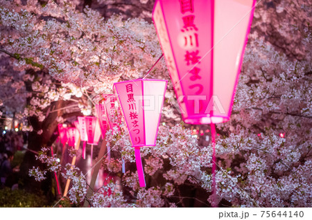 目黒川の桜　ぼんぼりアップ 75644140