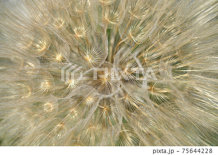 Common salsify Common salsify 75644228