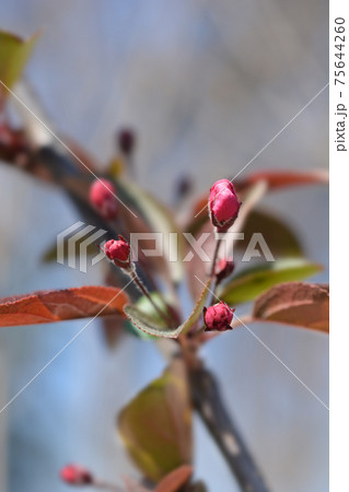 Crabapple Eleyi 75644260