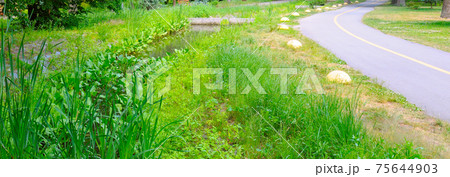 Walkway and bush. Wide photo. Walkway and bush. Wide photo. 75644903