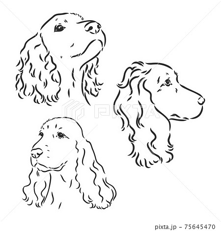 Cocker spaniel muzzle sale