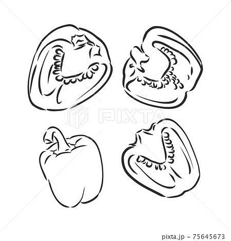 Half a bell pepper. Black and white vector illustration. Isolated on a white background. 75645673