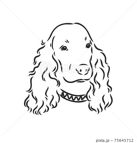 cocker spaniel muzzle
